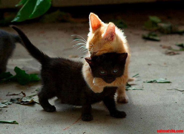 Kindly Dnt Leave Me Alone