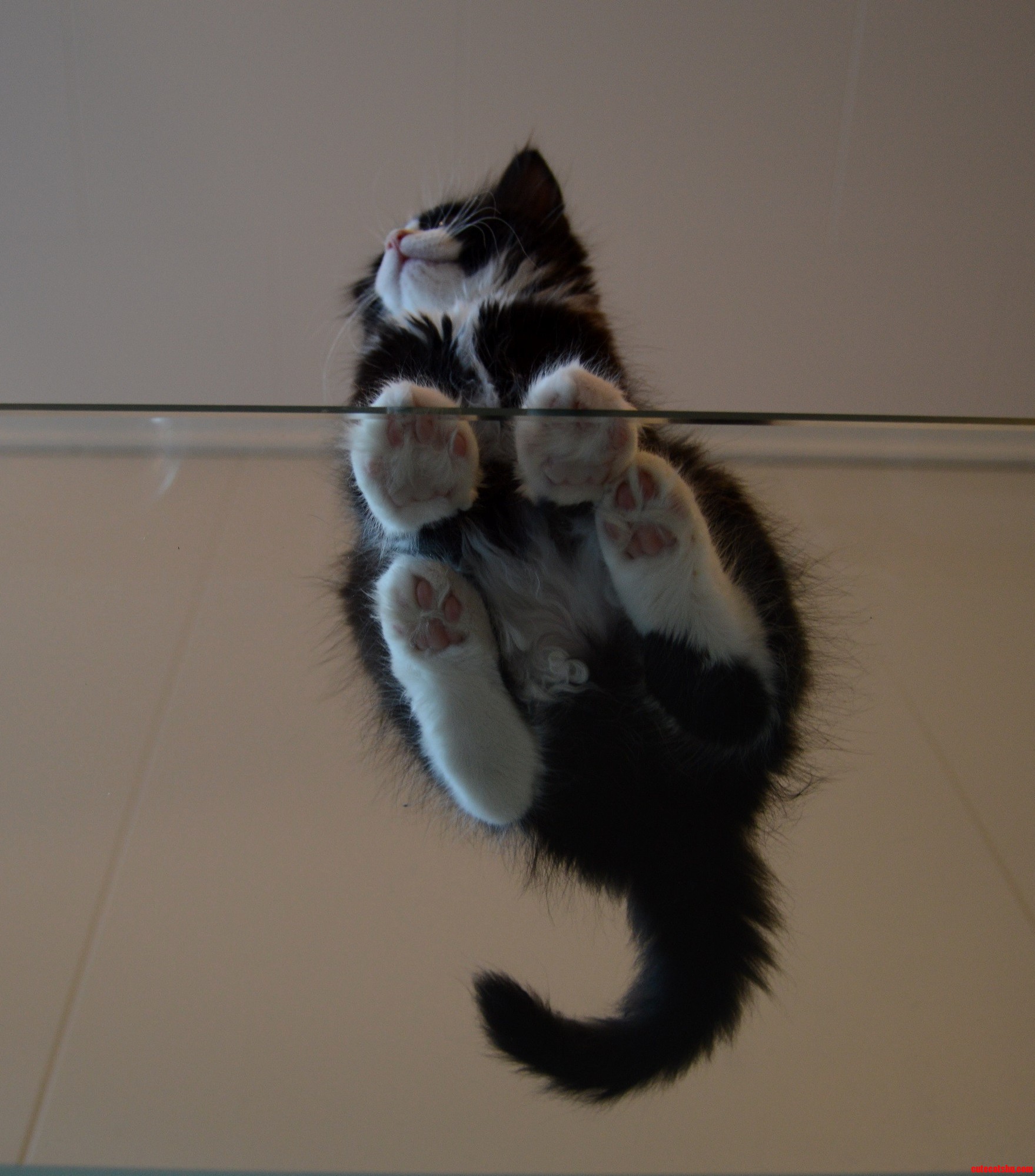Kitten from Below