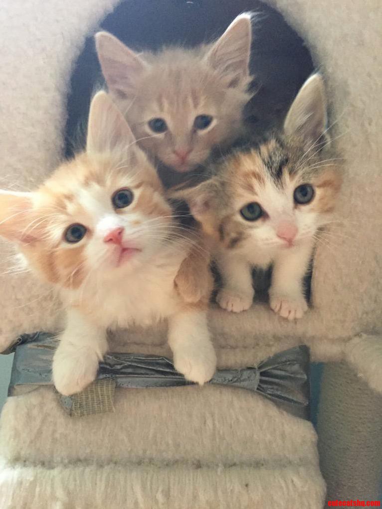 Kitties Escape
