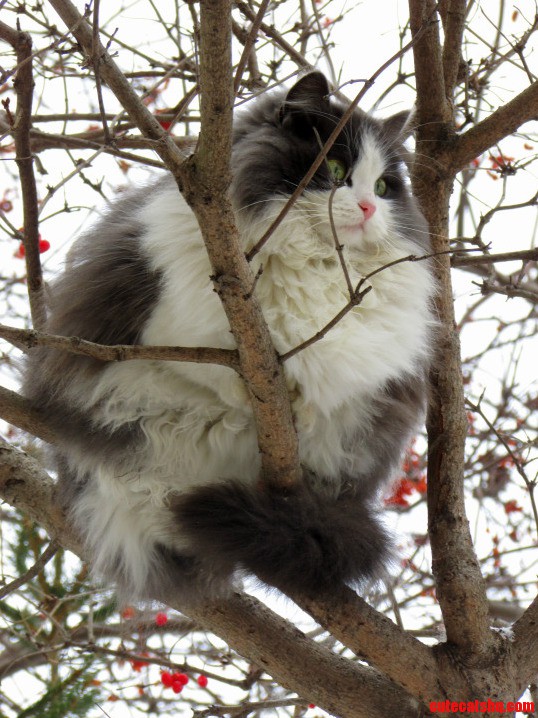Kitty Thinks Hes a Bird