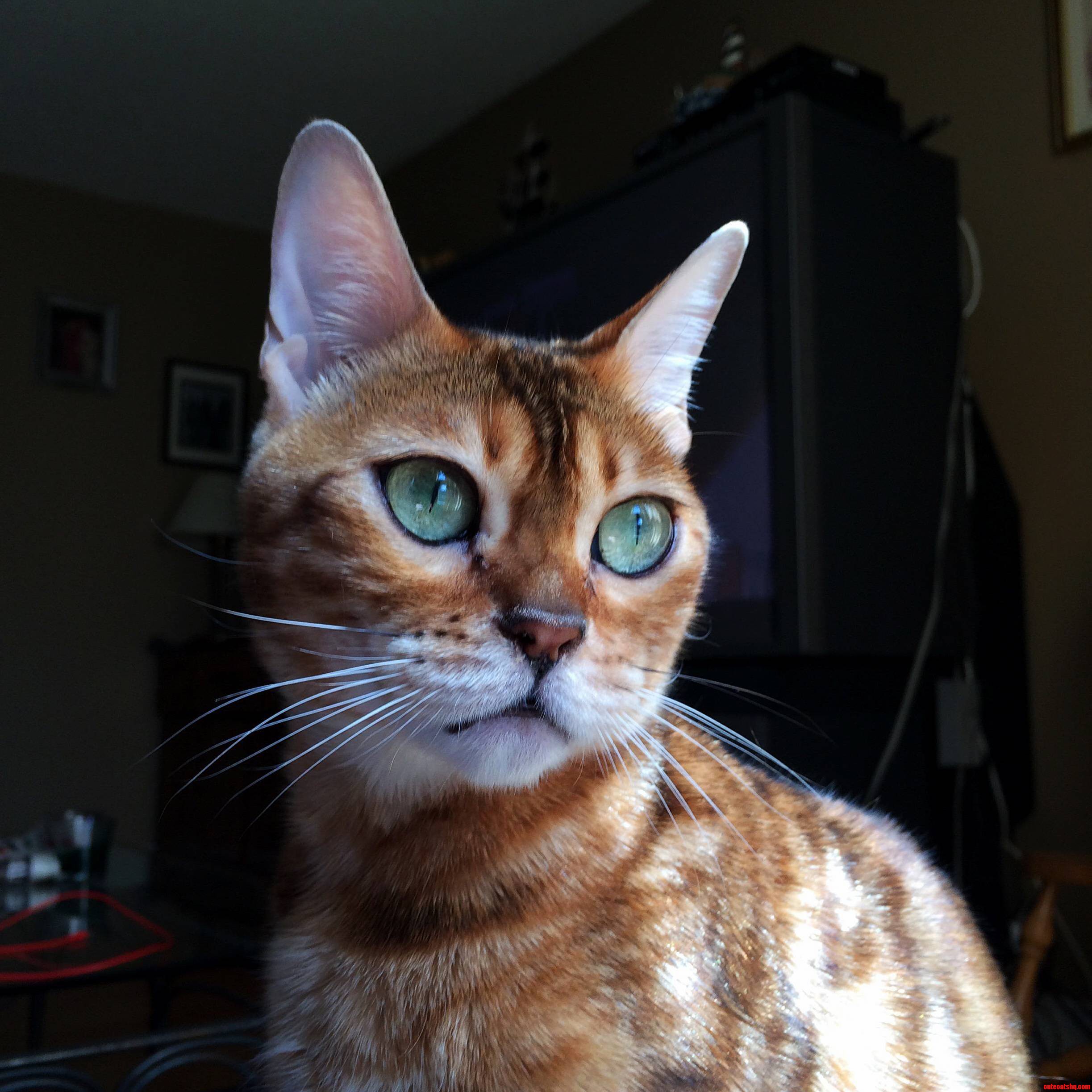 Kitty