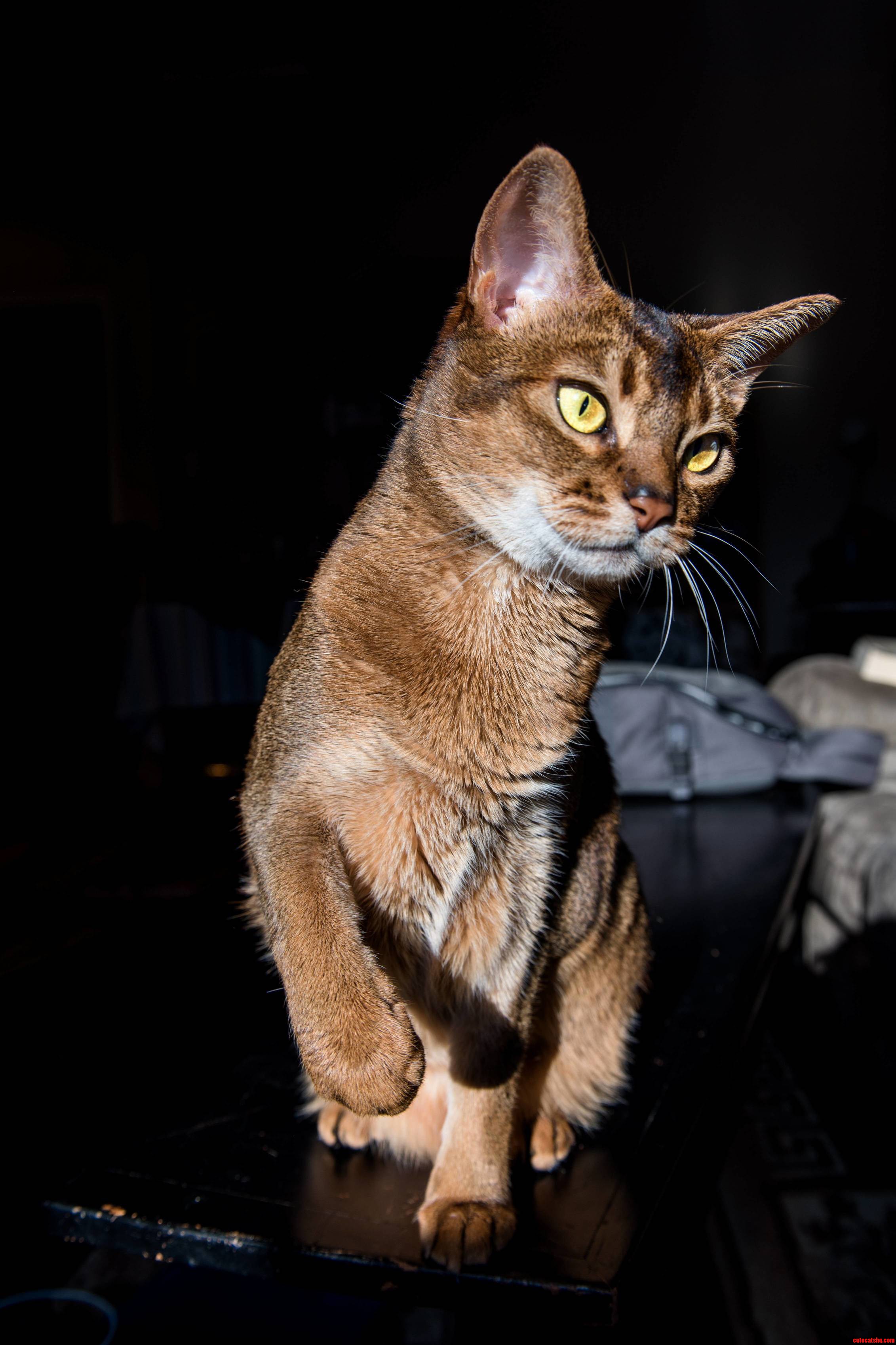Leia the Abyssinian Helping Me Test My New Camera