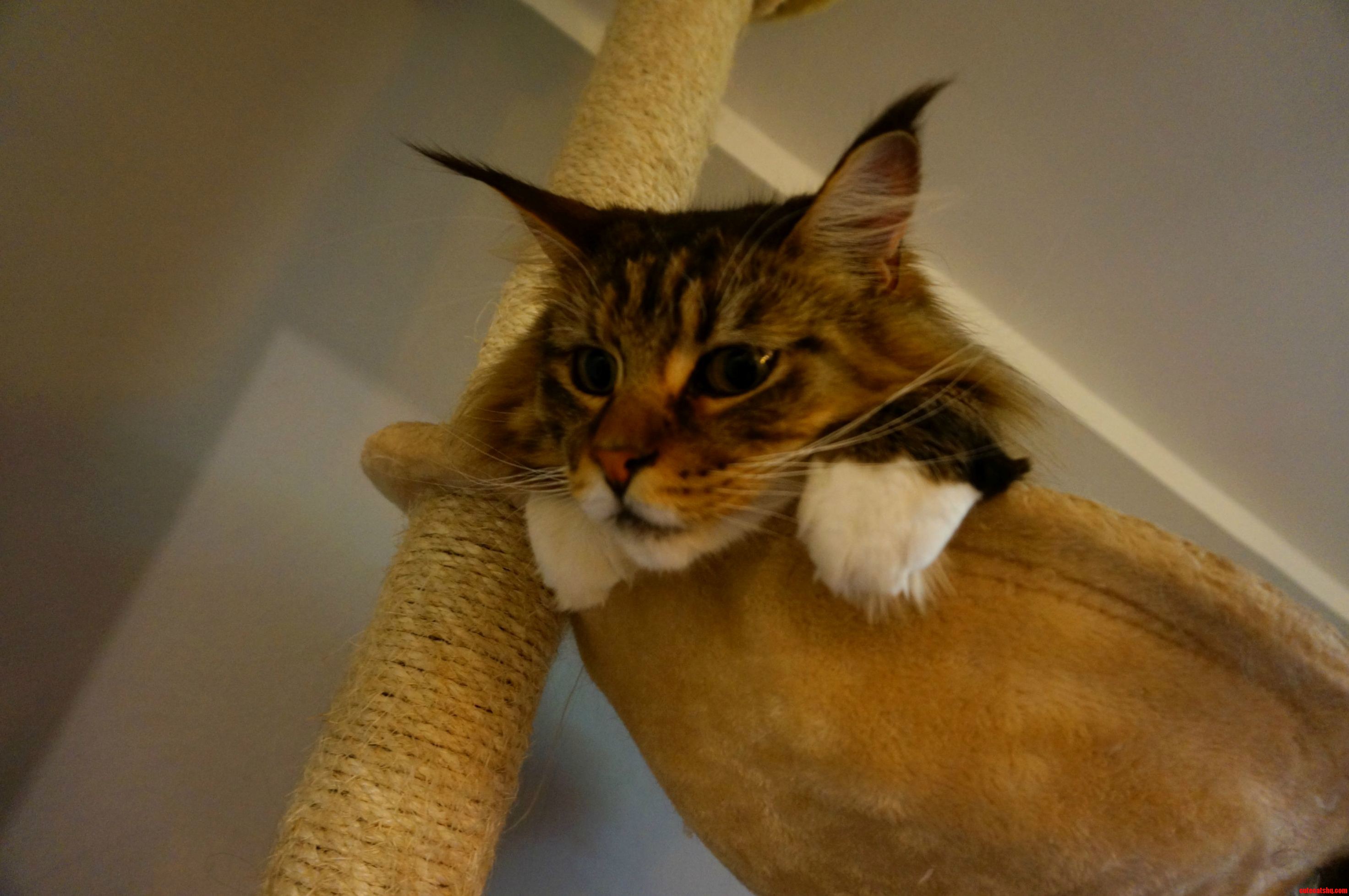 Leon Is Relaxing in His Hammock