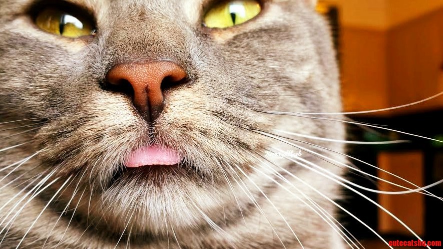 Lily Held Her Blep Just Long Enough for Me to Snap This Great Photo.