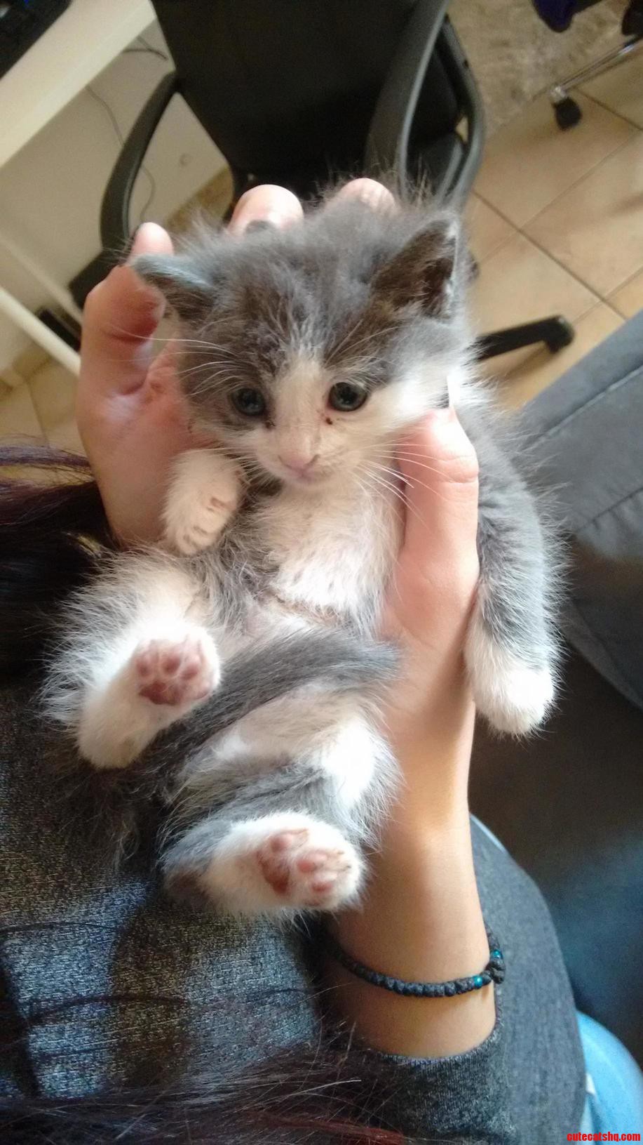 Little Ball of Fur Meet Cookie