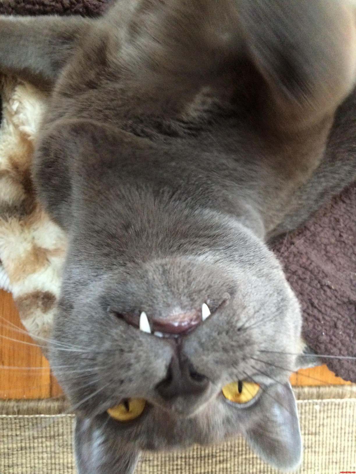 Look at My Sharp Teefs