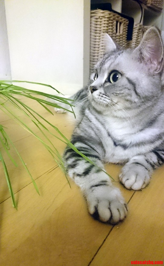Lookin Cute Next to Her Cat Grass