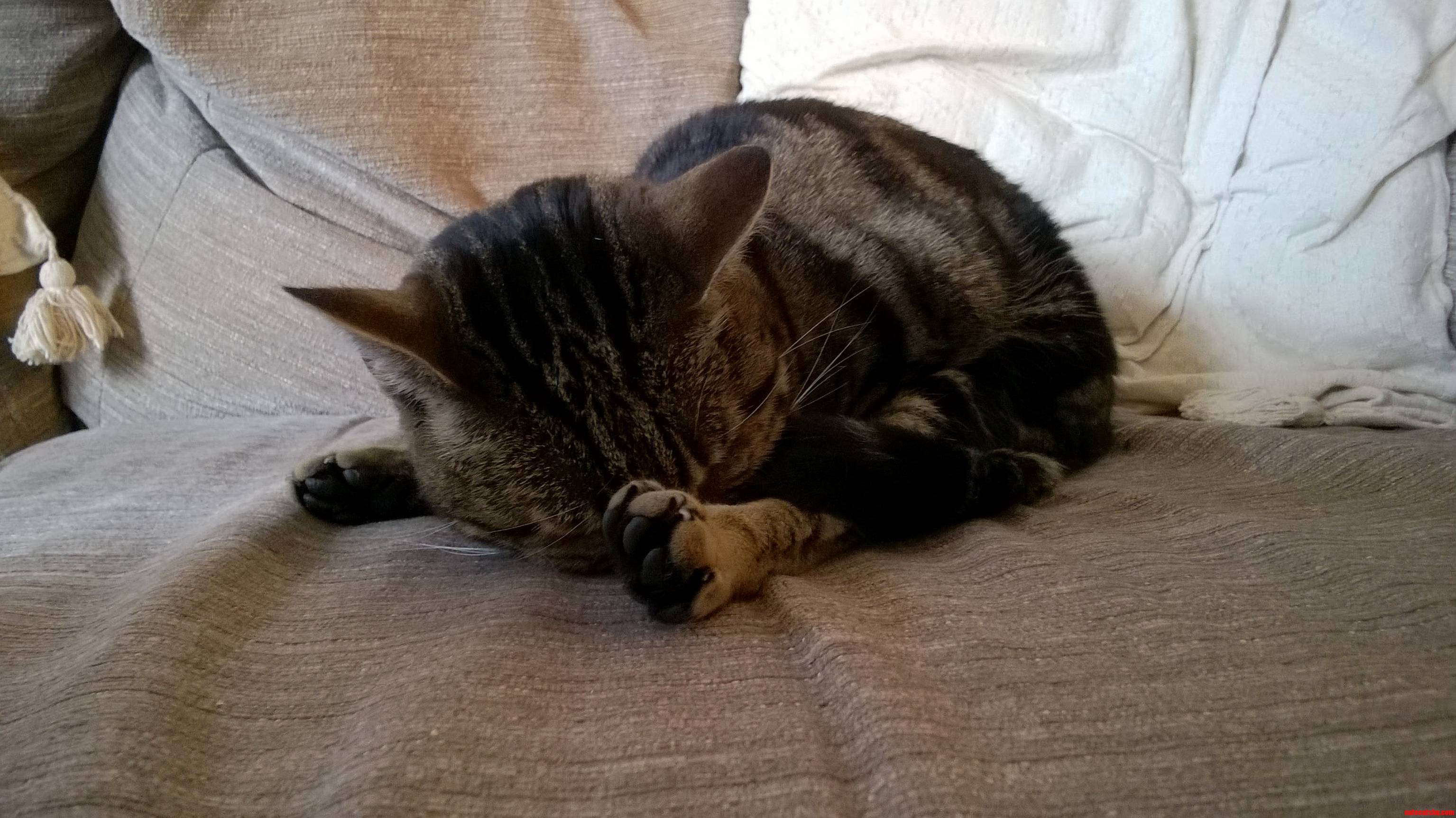 Looks Comfy...