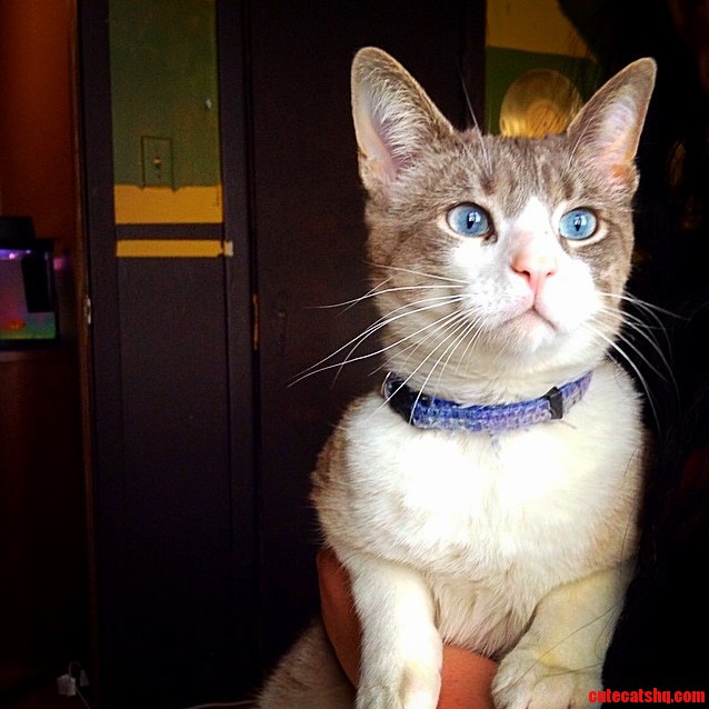 Majestic Blue Eyes