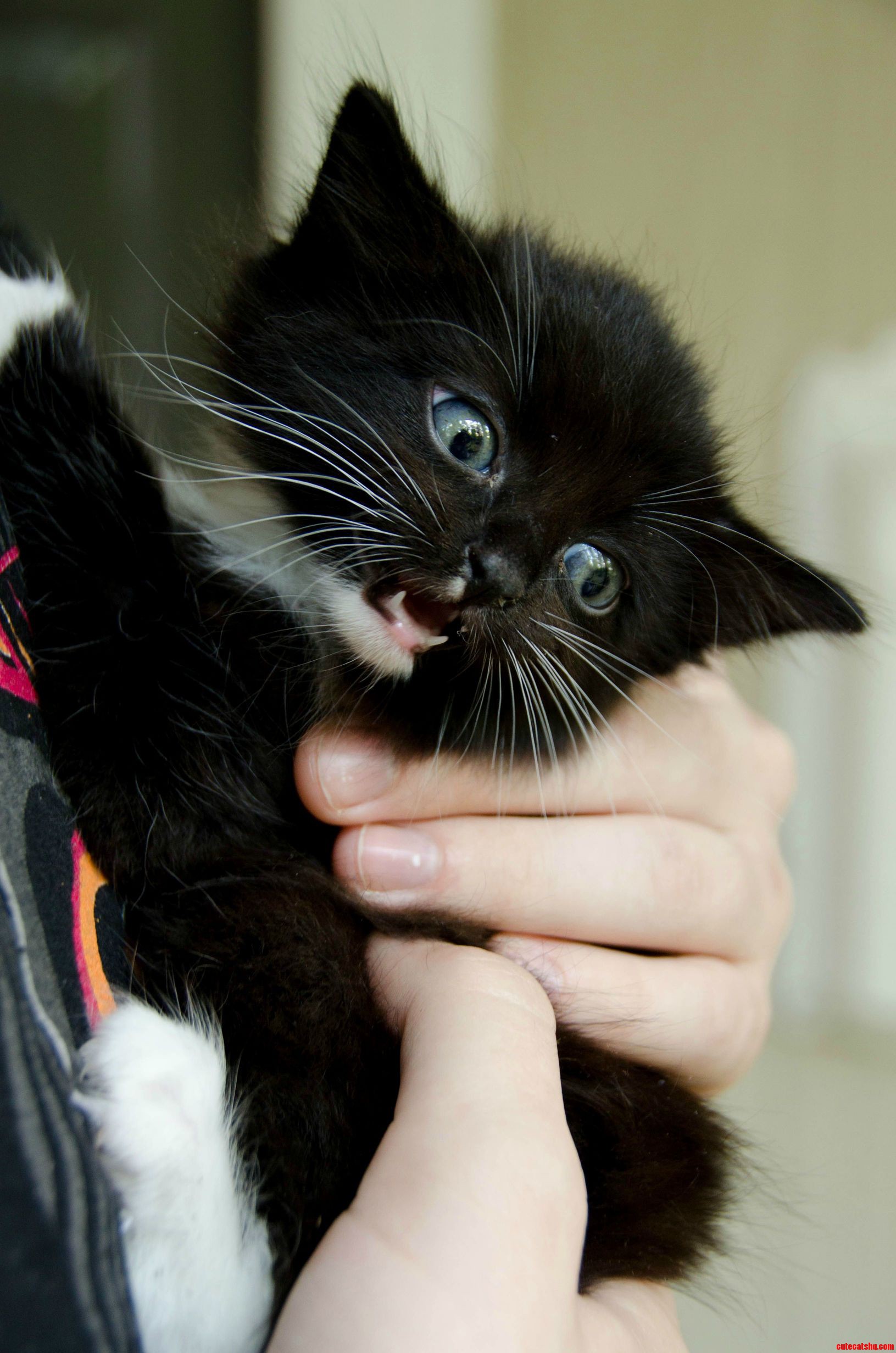 Meeeooooaaahhh