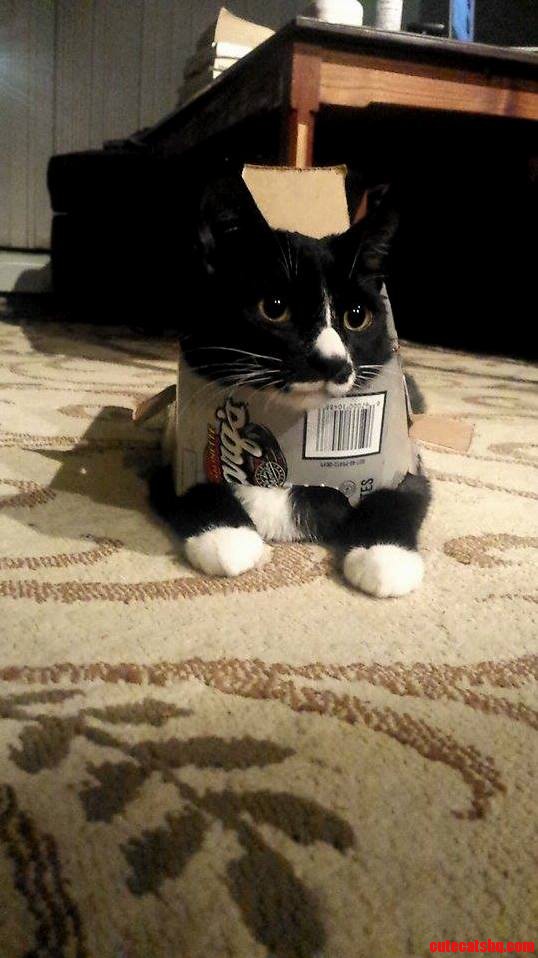 Meet Boxcat