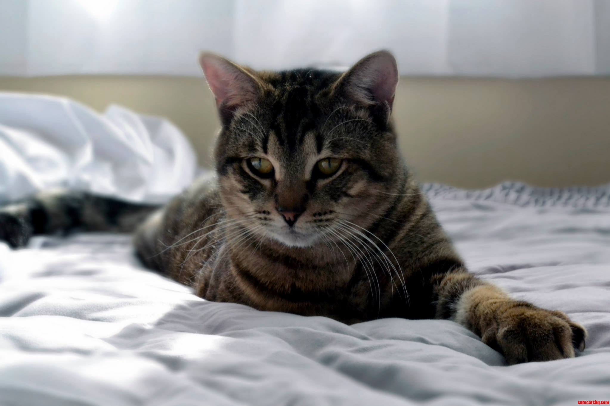 Meet Brutus King of Bed Land