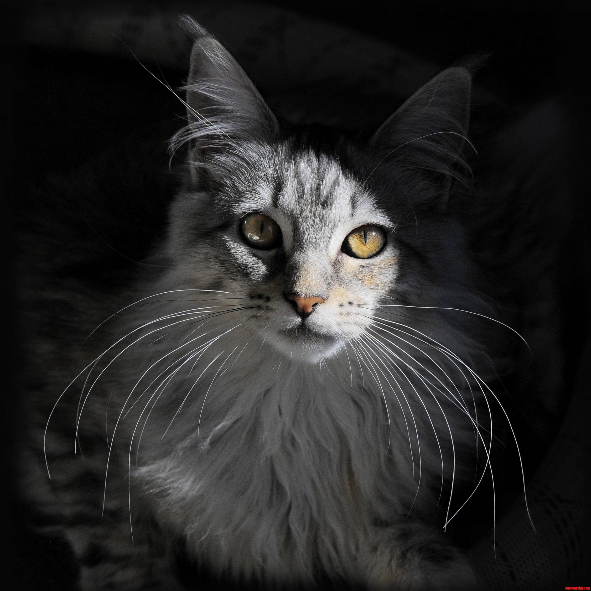 Meet with Mushi Totally Photogenic