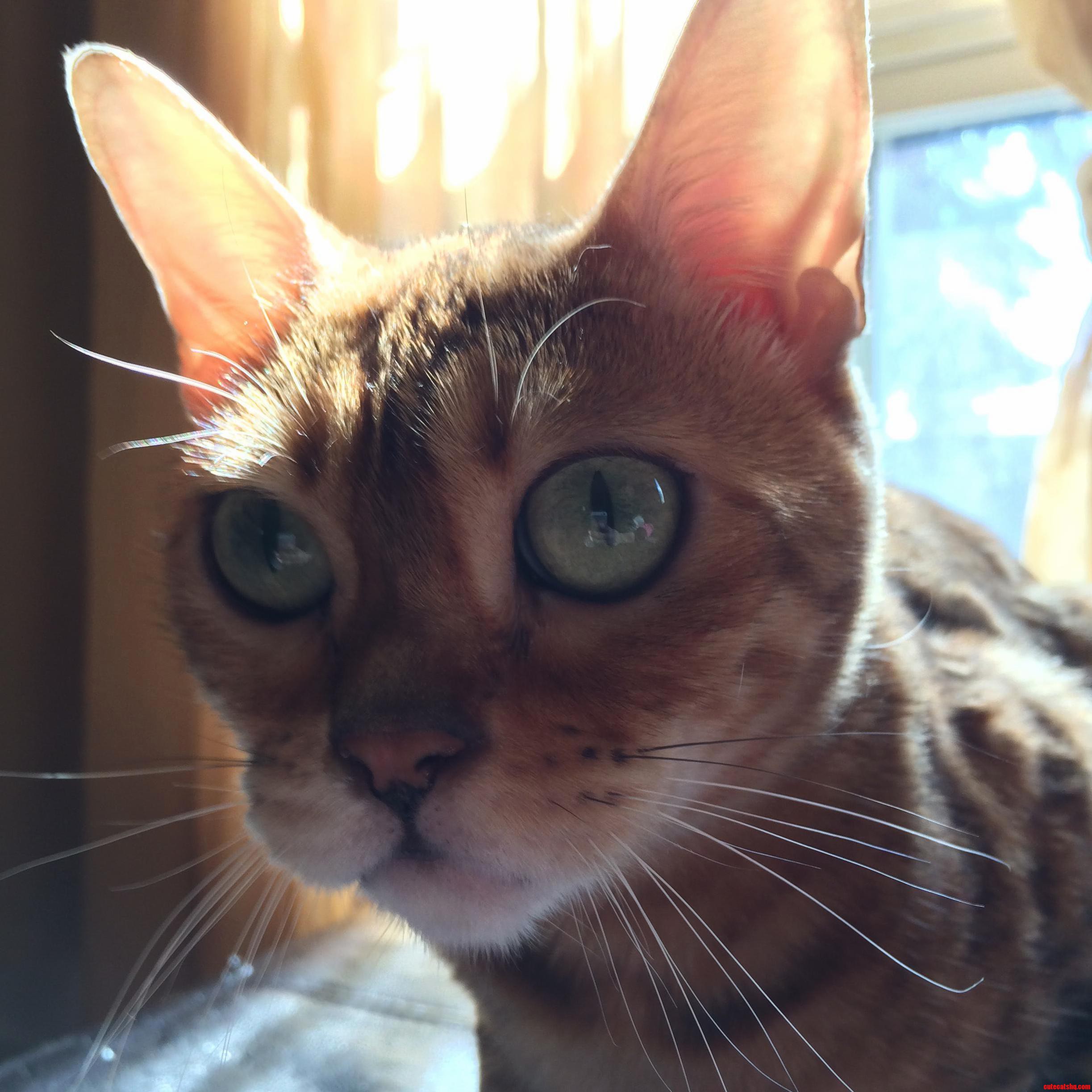 Meow