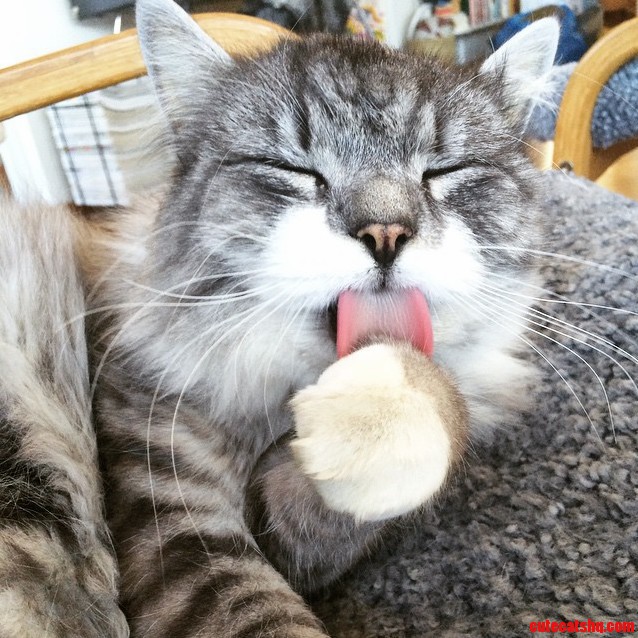 Meowww...i Feel Pretty