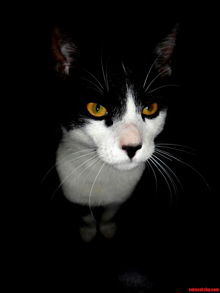 Montgomery Bein All Photogenic