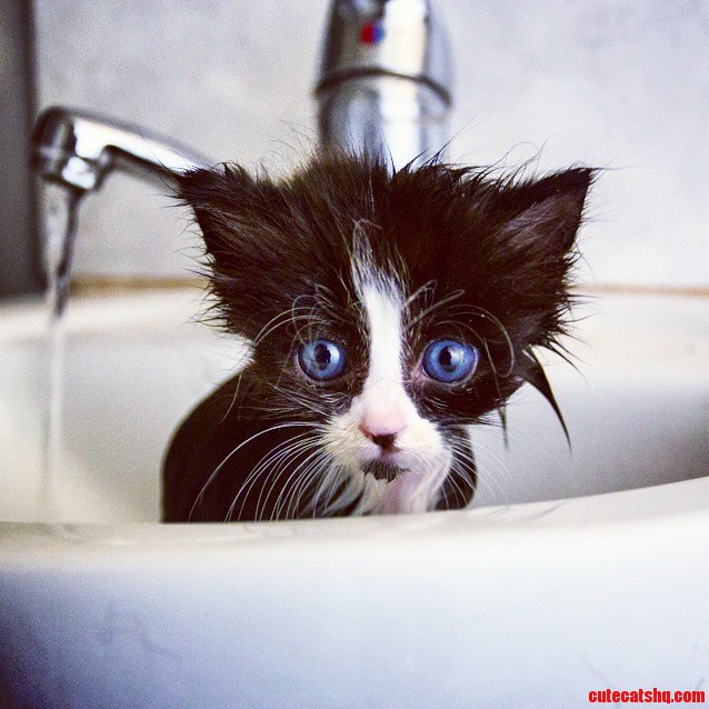 Monty the Miniature Kitten Gets a Bath...