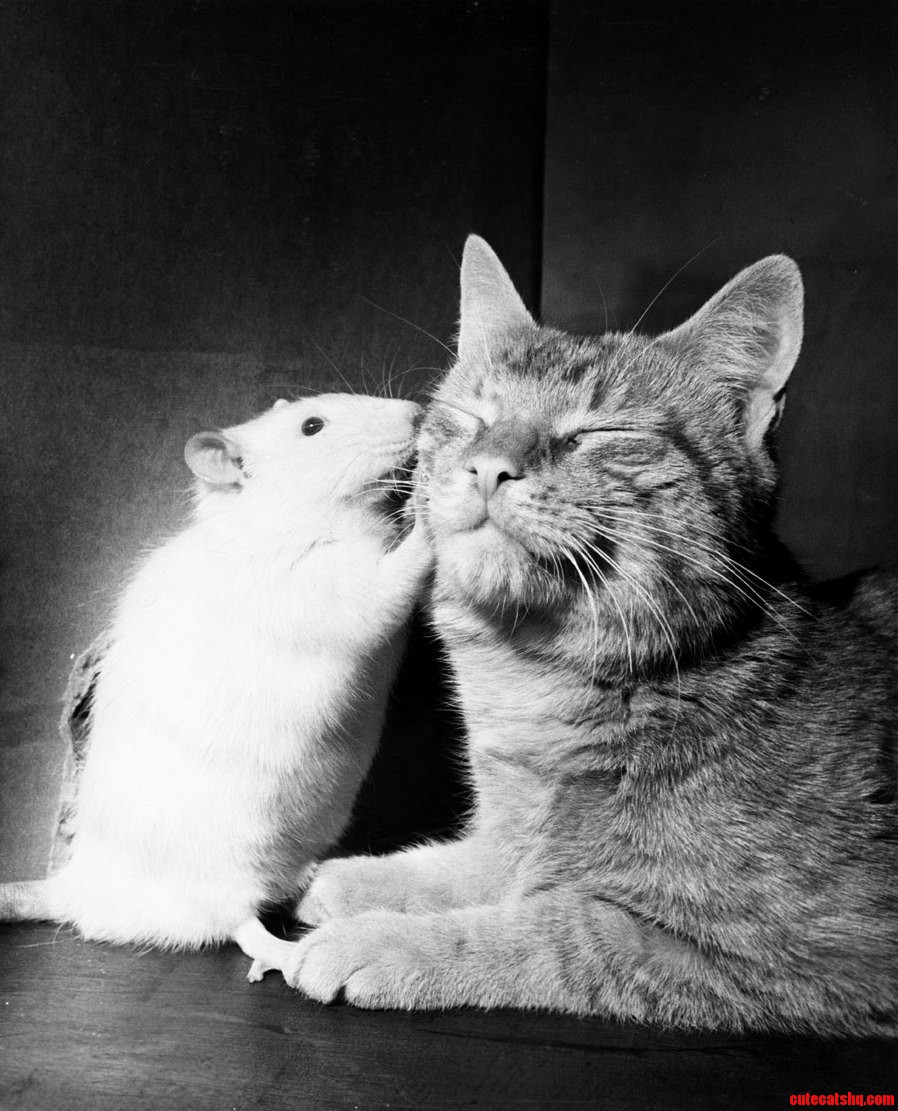 Mouse Kissing Cat