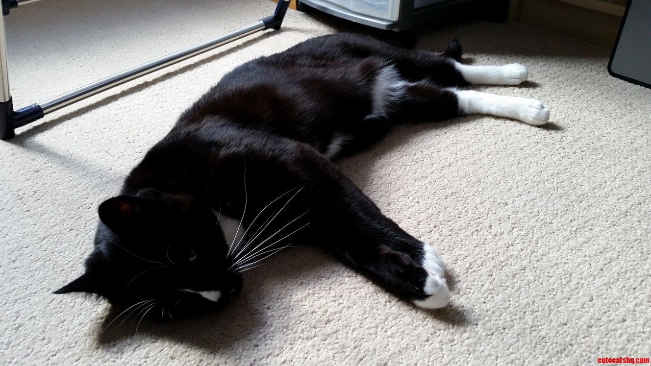 Mr. Boots Was Killed by the Sunbeam.