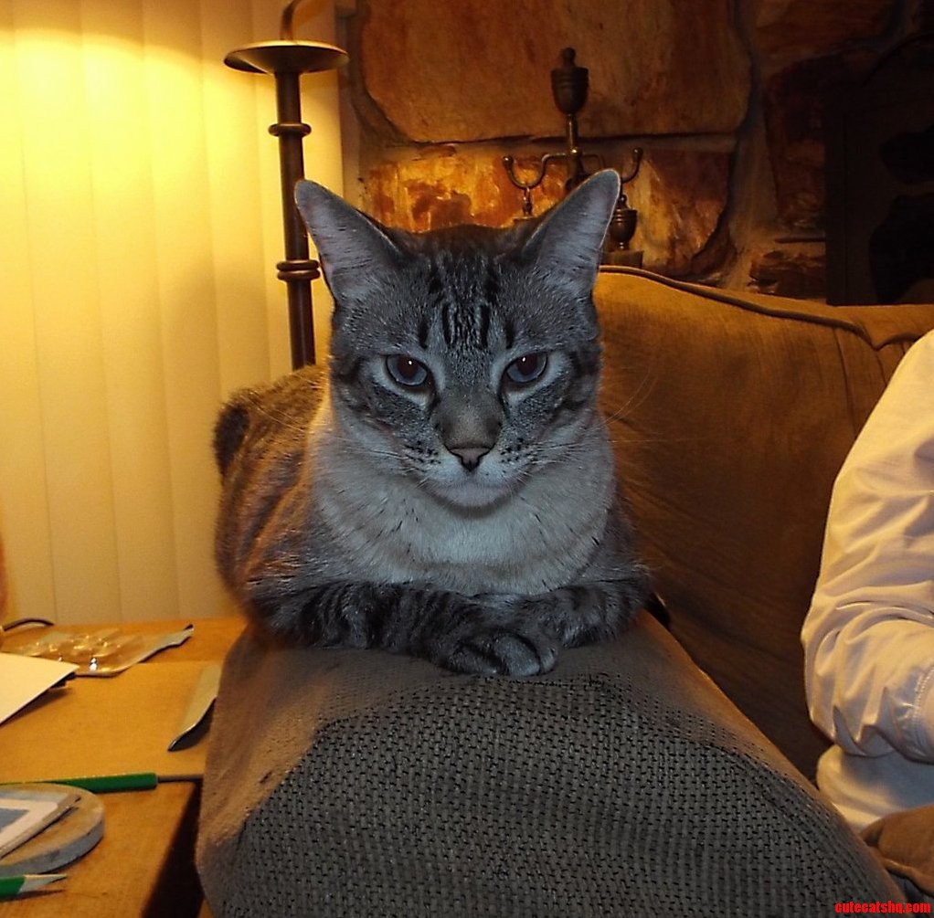 Mr. Cat. Chillin Like a Boss