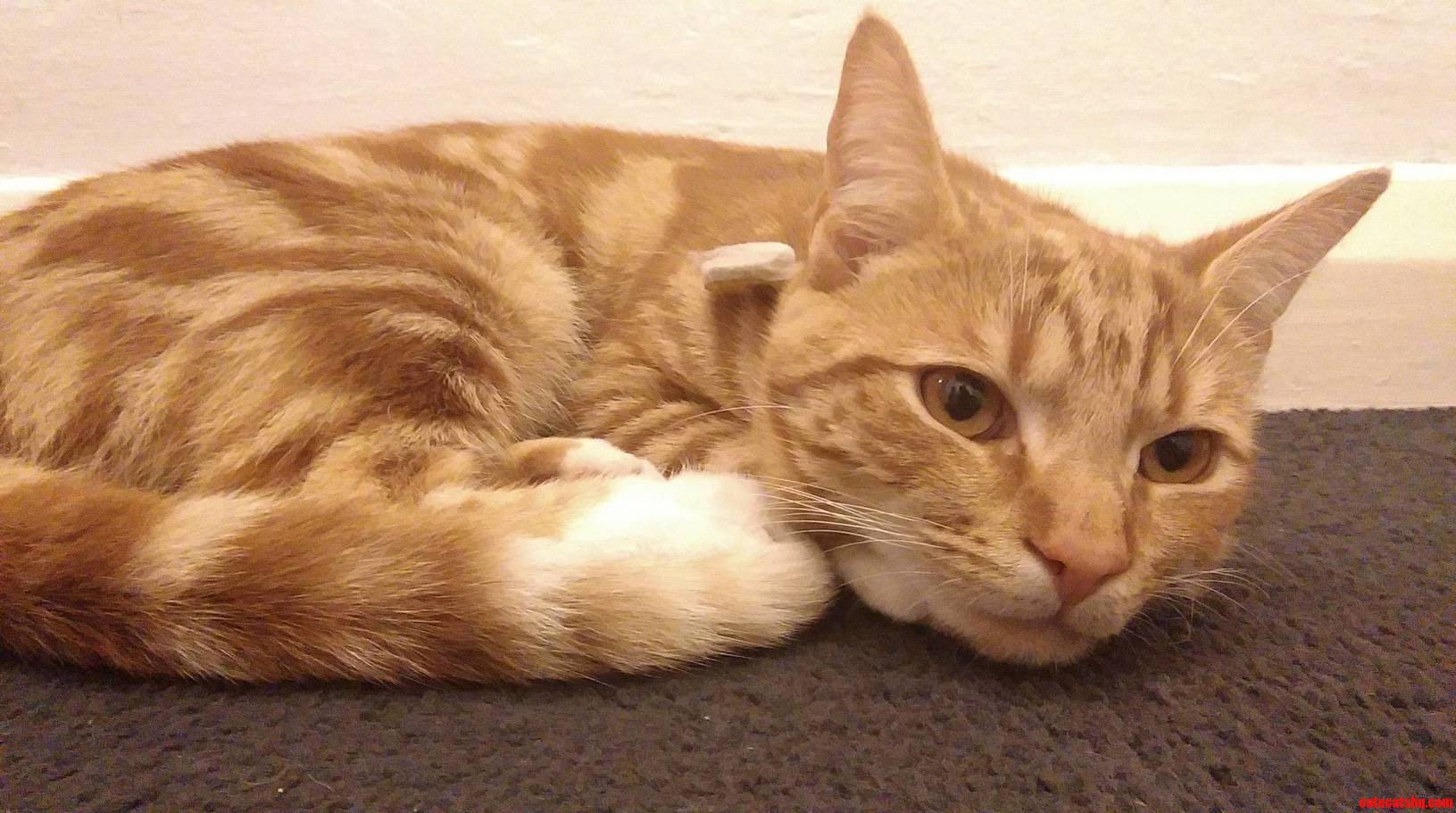 My 9 Month Old Bengal Kitten Called Pika