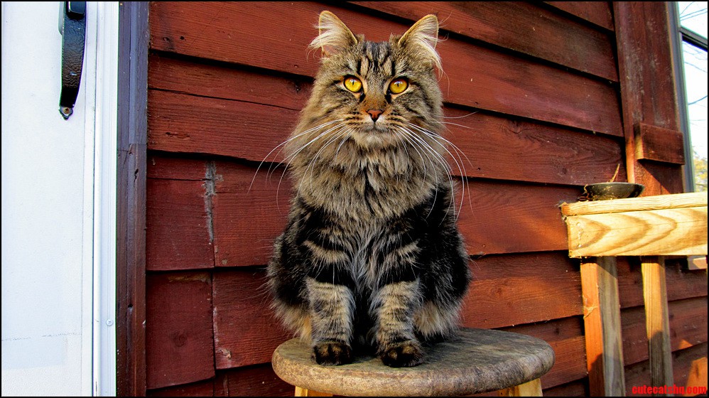 My Adopted Outdoor Cat Stinky