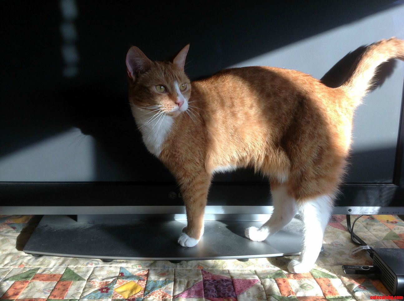 My Beautiful Ginger Girl in the Morning Sun.