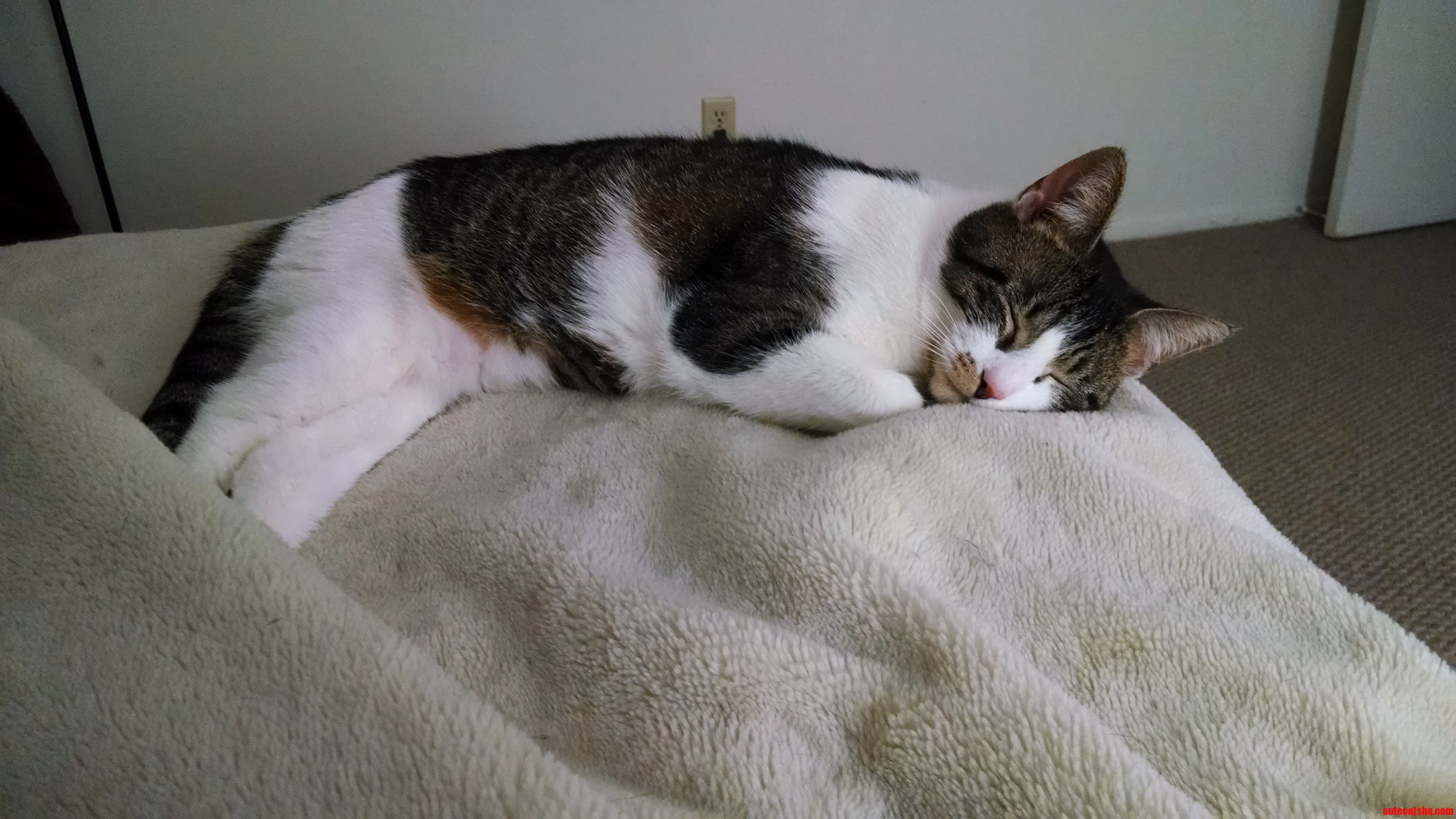 My Boy Cat Bullies My Girl Cat. I Could Use Some Advice.