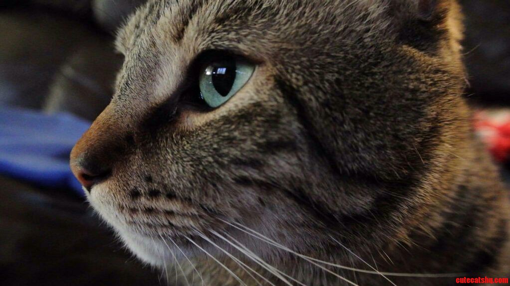 My Cat Anakin