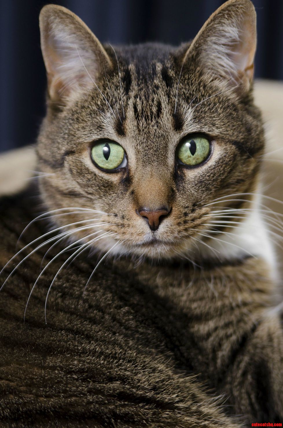 My Cat Bootsie