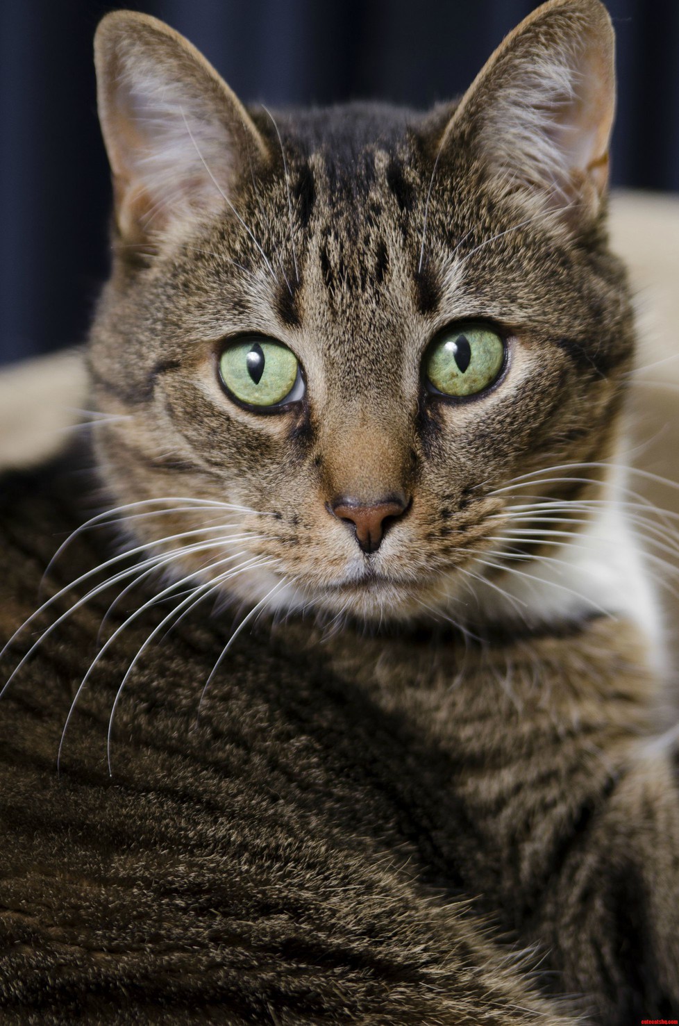 My Cat Bootsie