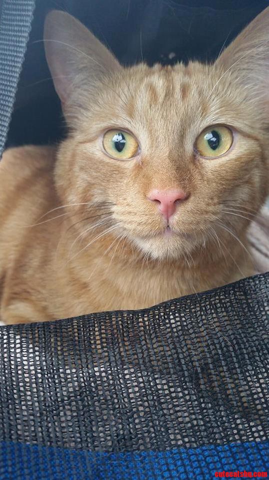 My Cat Is Ridiculously Photogenic
