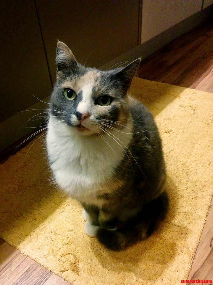 My Cat Latte with Her Dainty Little Paws