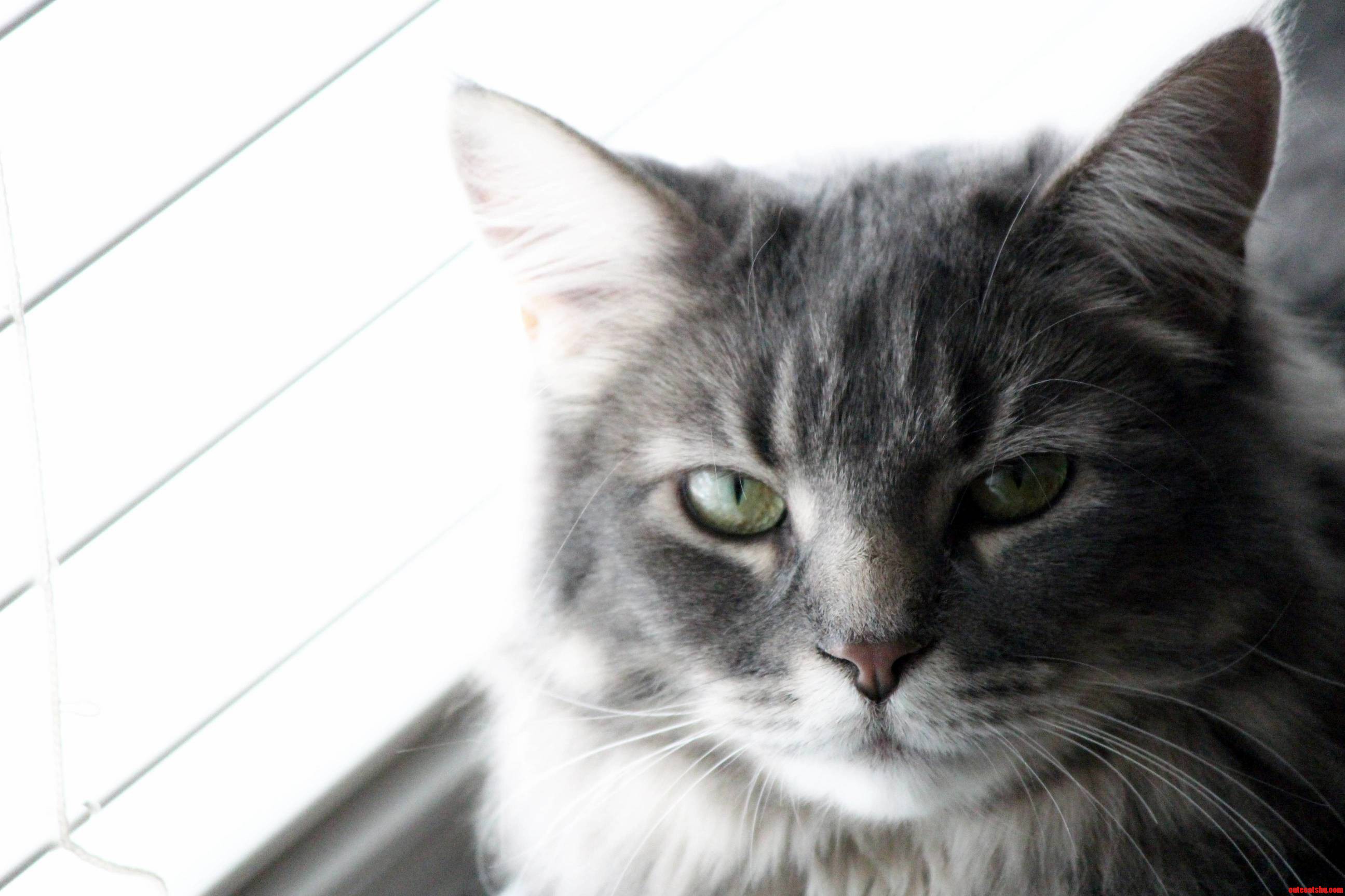 My Cat Scoutkiki Looking Judgmental As Always