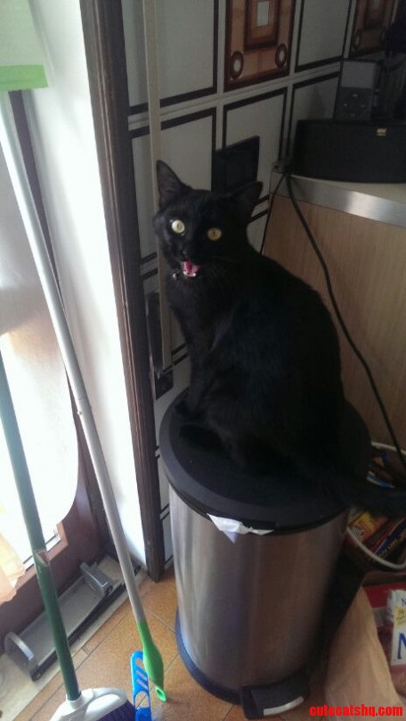 My Cat Screamed at Me This Afternoon.