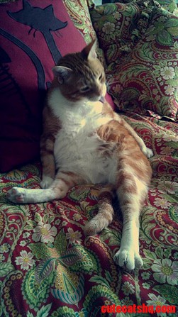 My Cat Was a Kangaroo in His Past-life