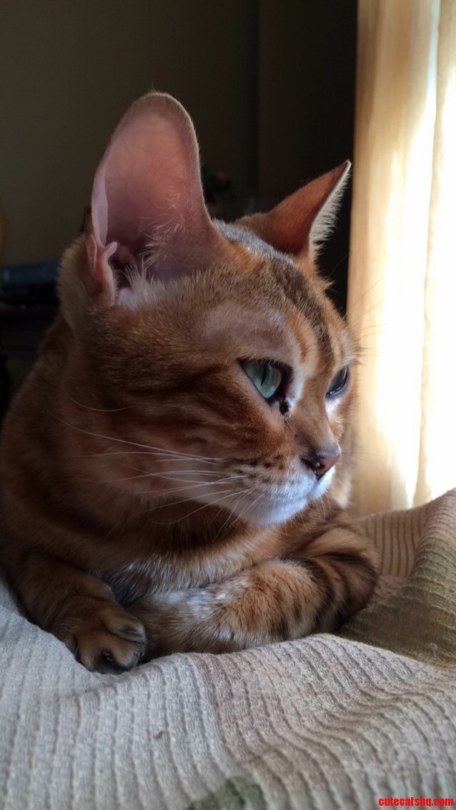 My Cat