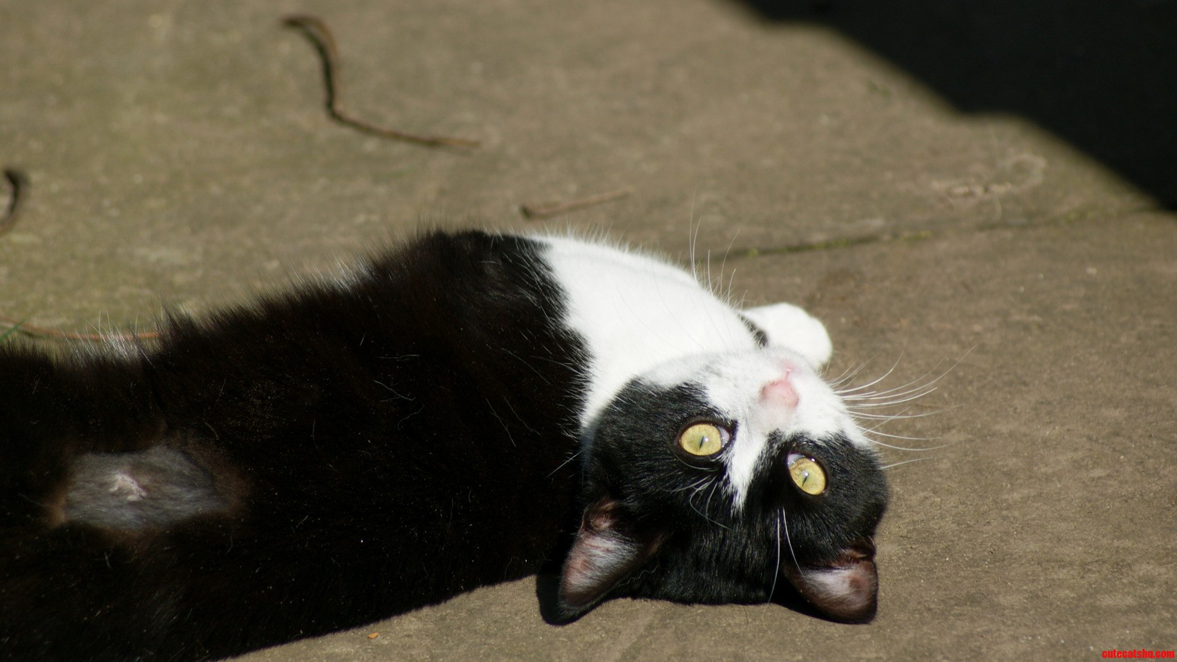 My Dads Spoilt Cat Poppy What Do You Think