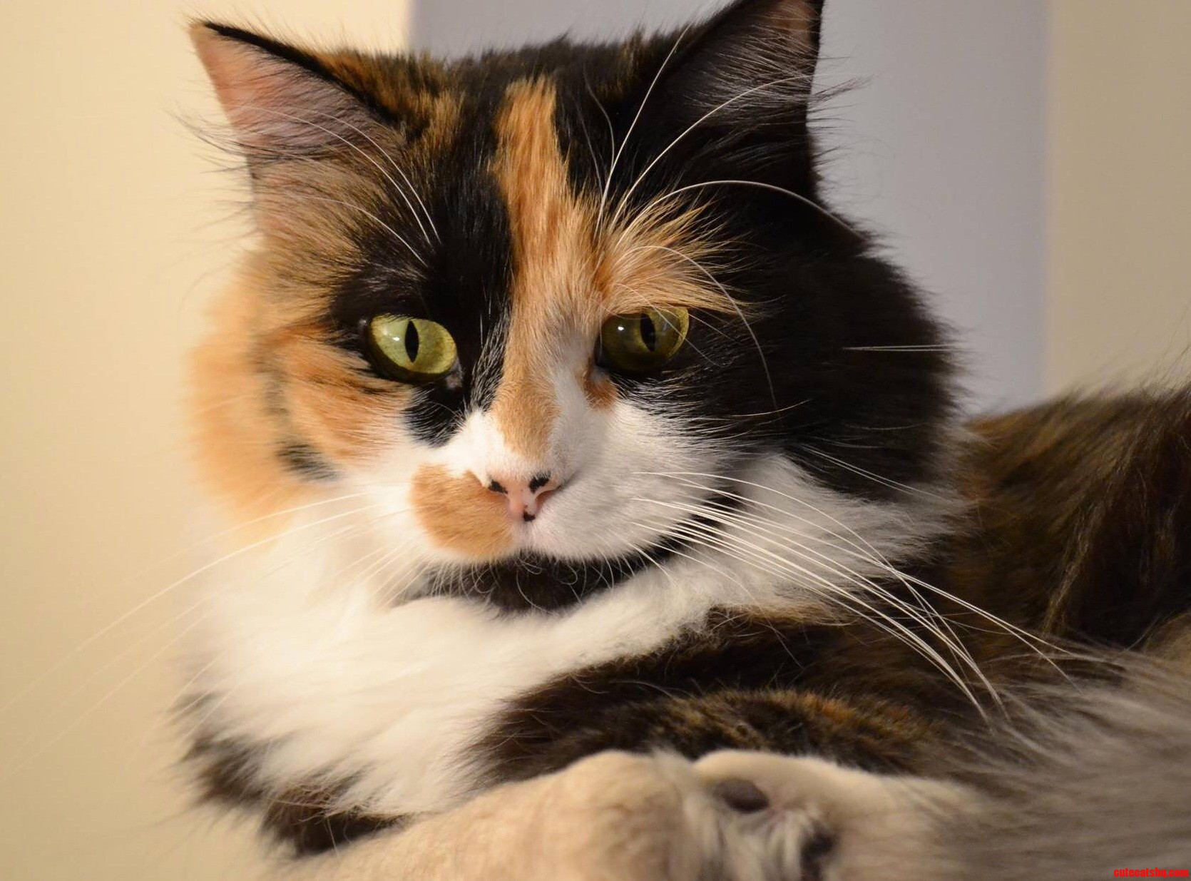My Fluffy Girl Cali Breaking in the New Cat Tree
