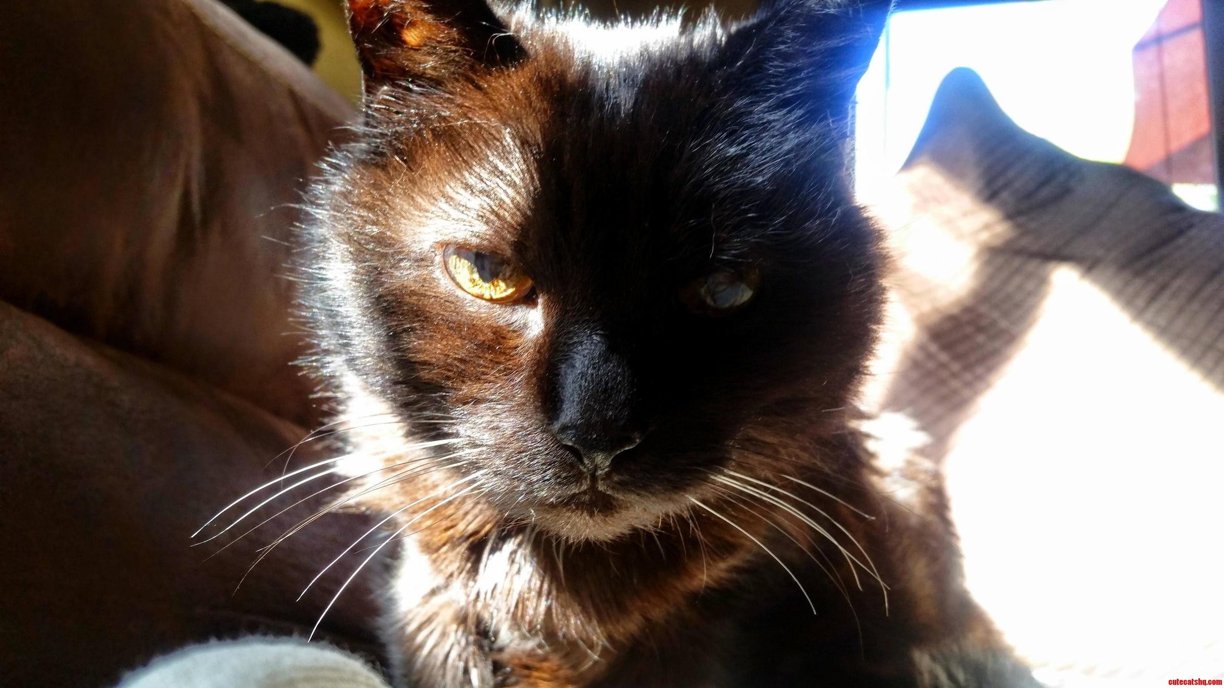 My Friends 21 Year Old Cat Im Watching Over Her While Shes Out of Town