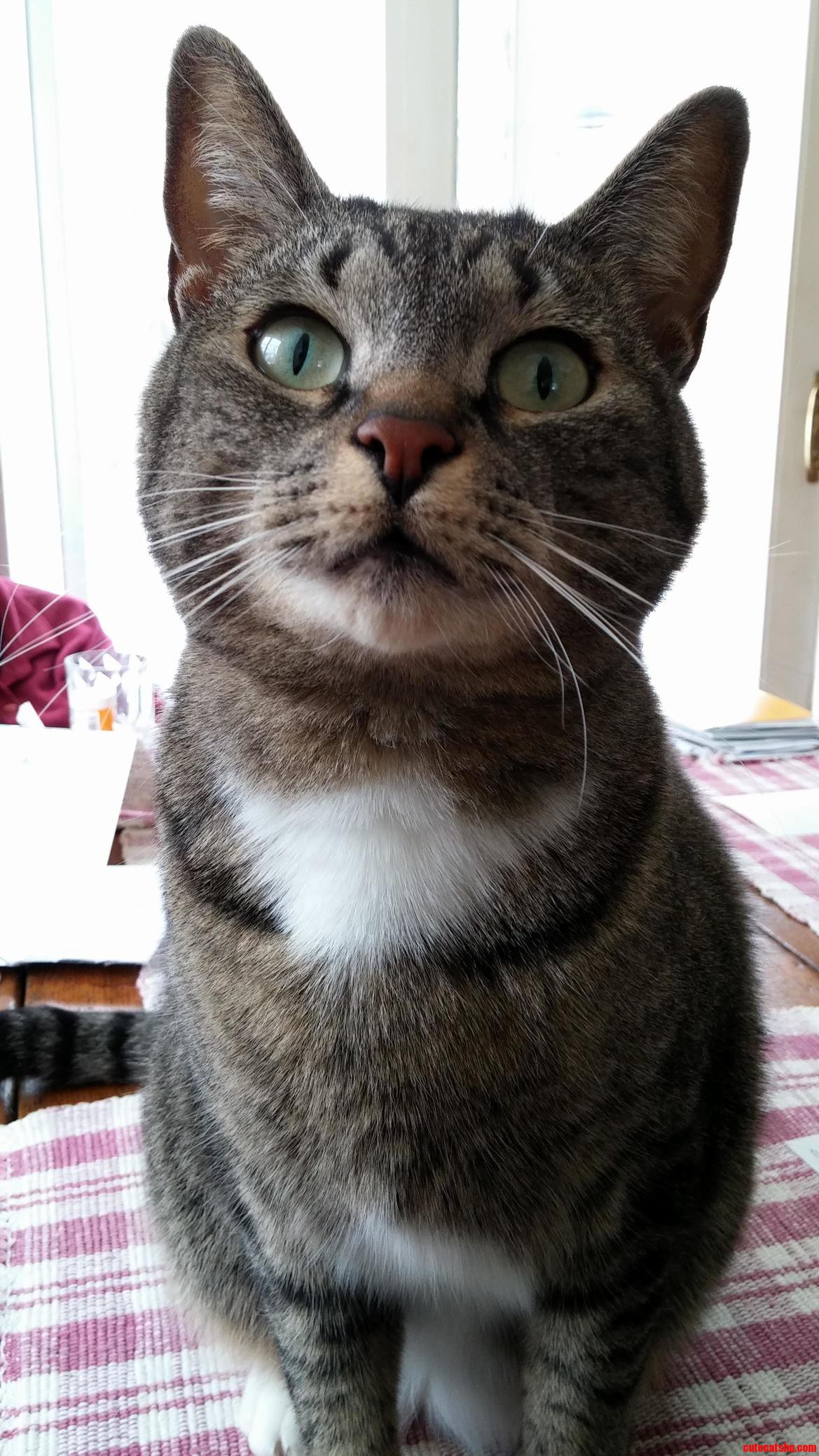 My Friends Cat Mittens