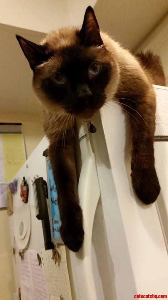 My Friends Cat Mr. Ben in His Favorite Sitting Spot. He Likes to Torment the Bugs in the Kitchen Lights.