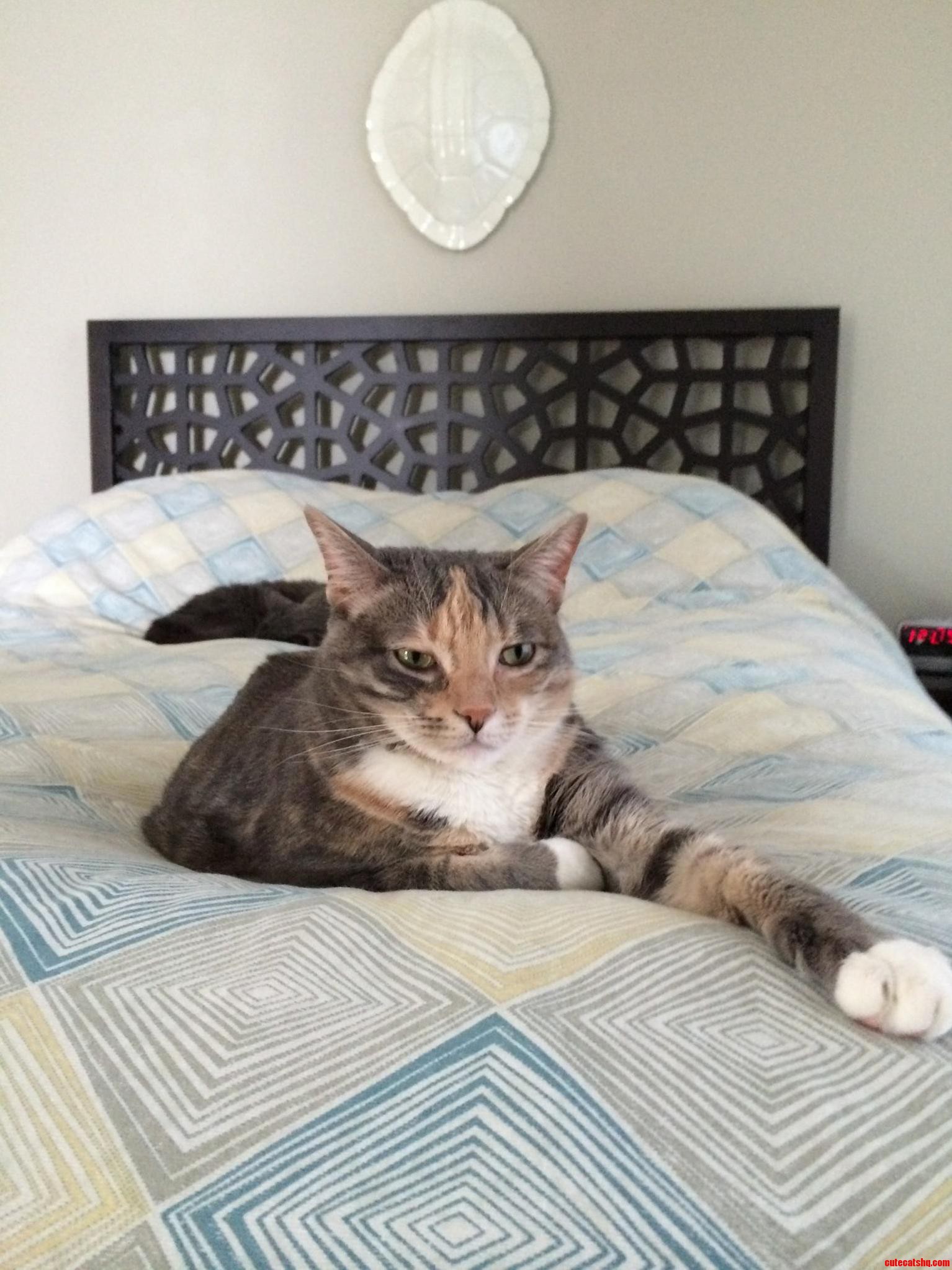 My Friends Cat Rose Looks So Regal. Shes the Queen of the House.