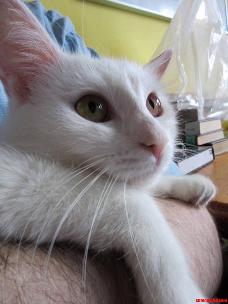 My Furry Cat Baby