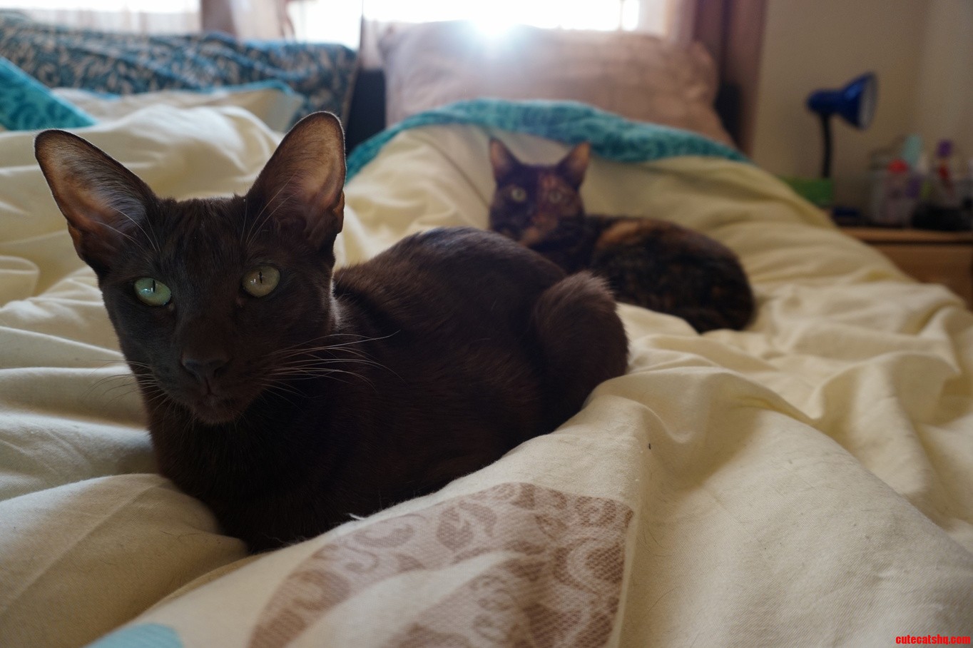 My Gorgeous Girls.