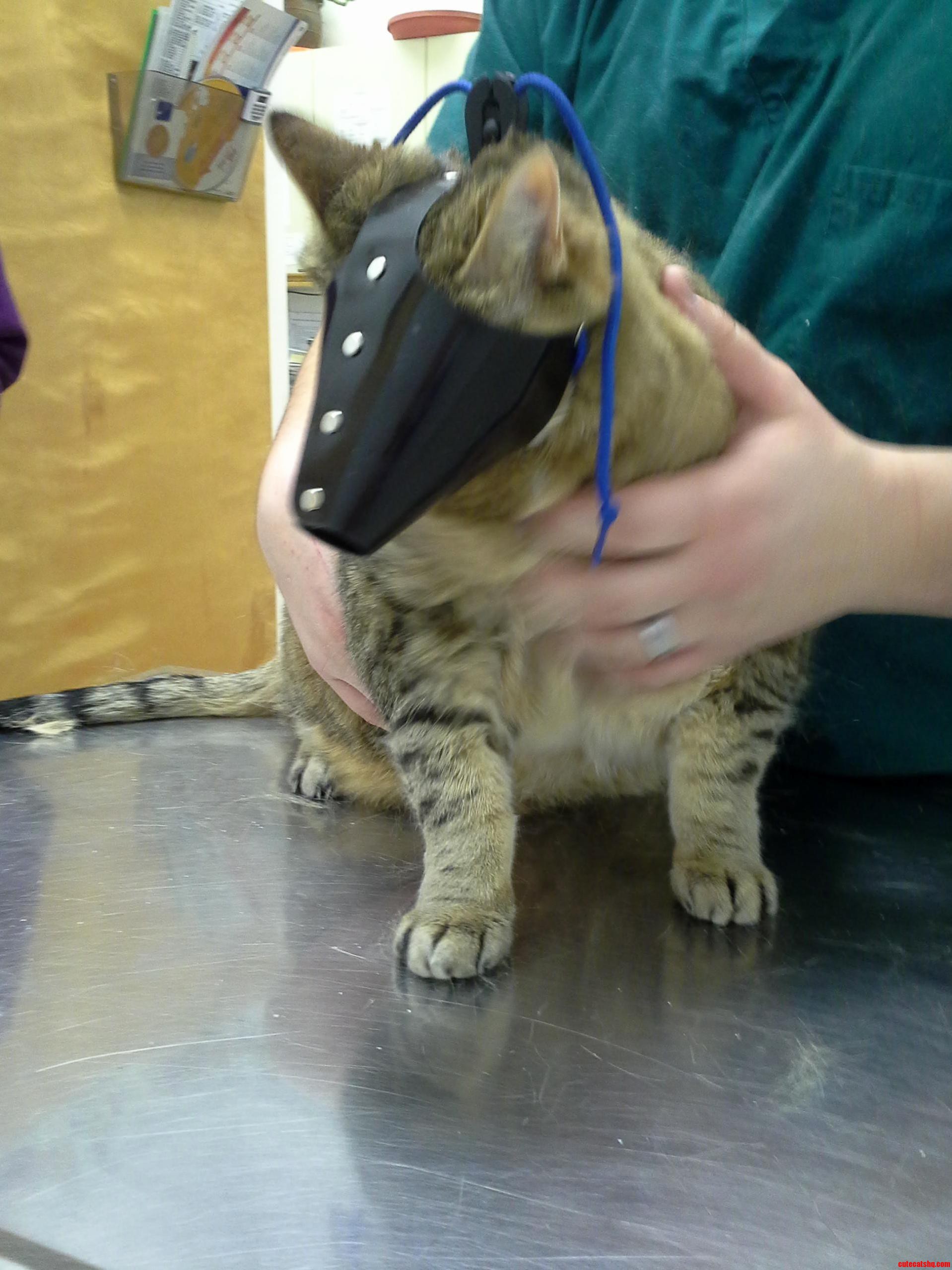 My Kitty the Serial Killer