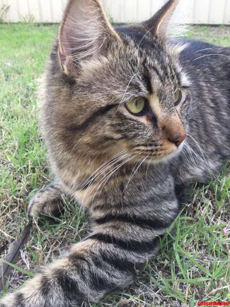 My Ridiculously Photogenic Cat