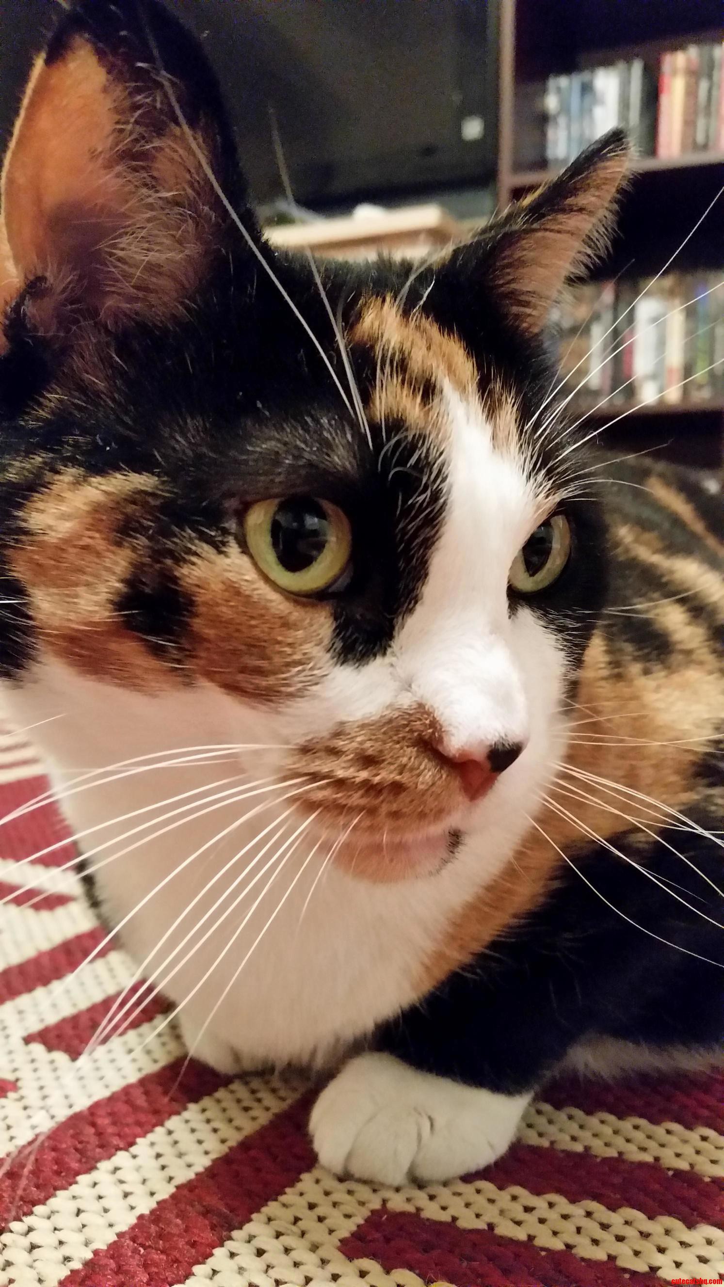My Sisters Cat Shady