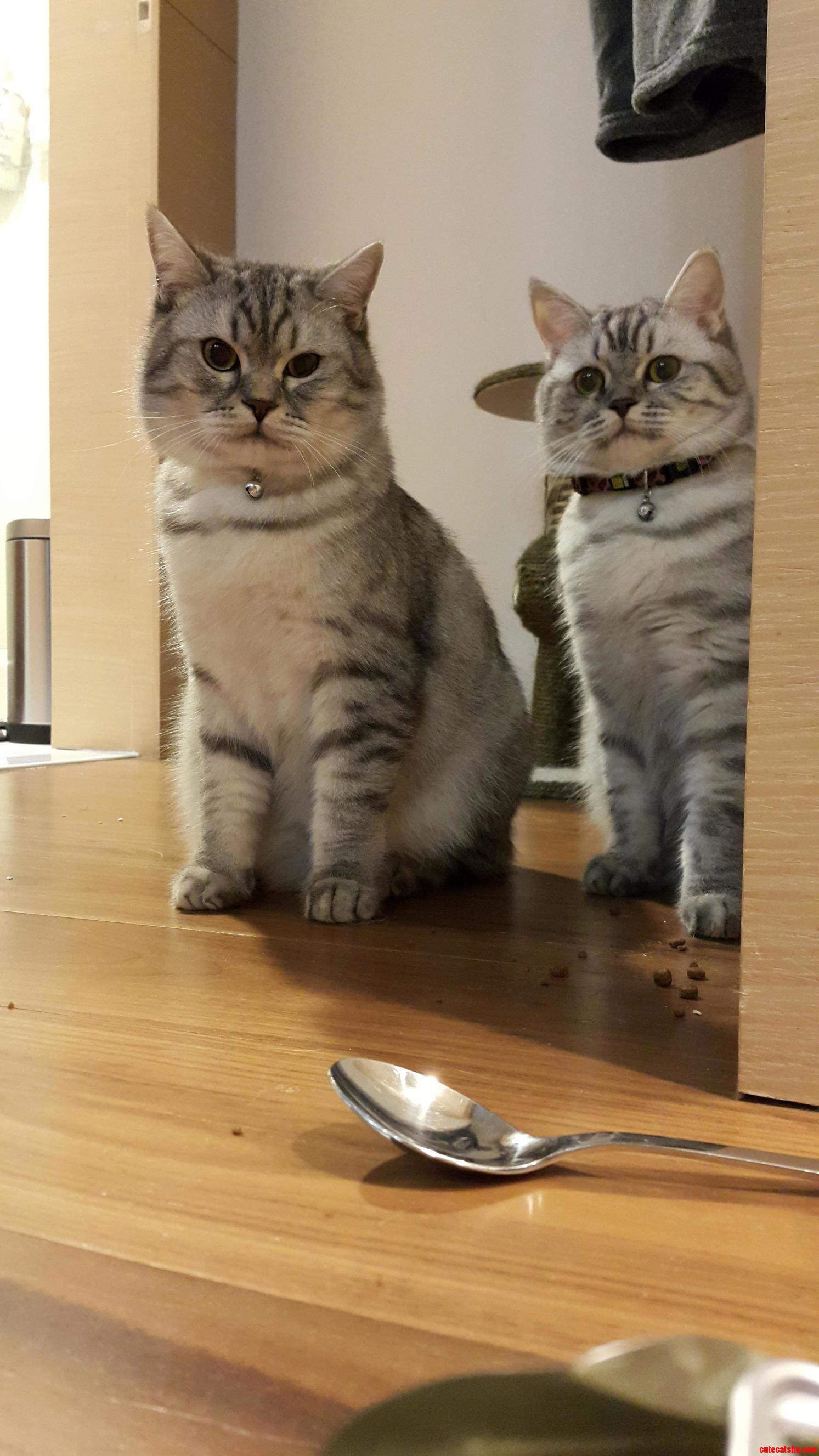 My Two British Chubs Waiting for Food...