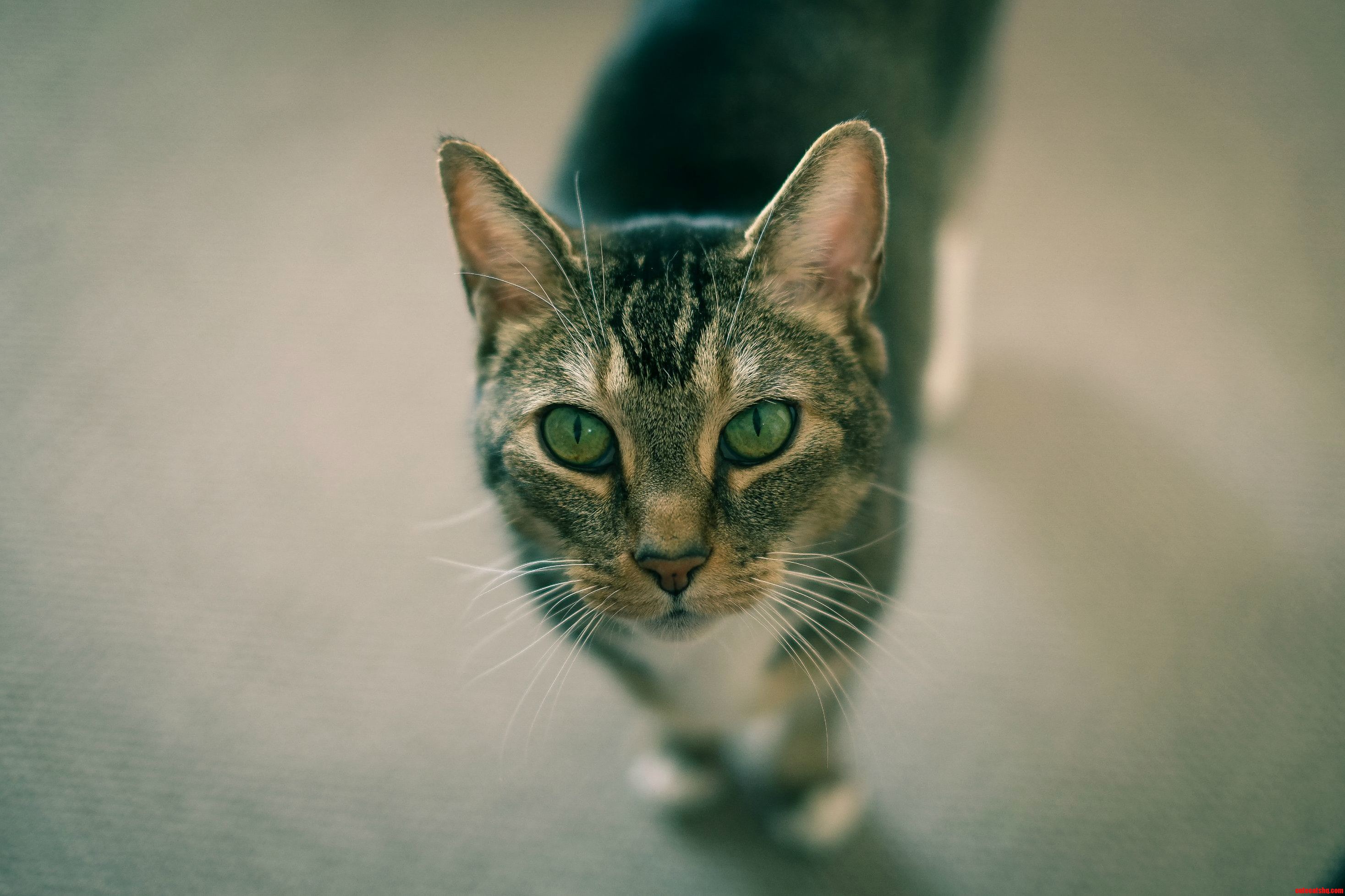 Never Thought ID Love Cats but Mr. Pouncer Changed That